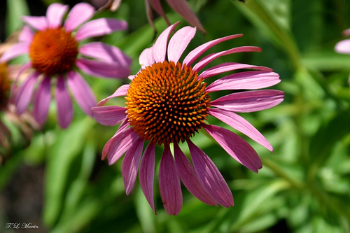 purple coneflower